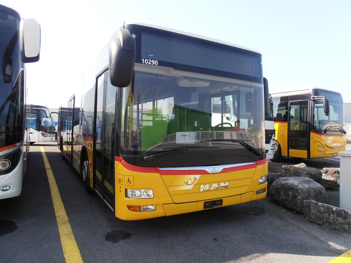 (233'984) - PostAuto Zentralschweiz - PID 10'290 - MAN (ex Mattli, Wassen) am 20. Mrz 2022 in Kerzers, Interbus