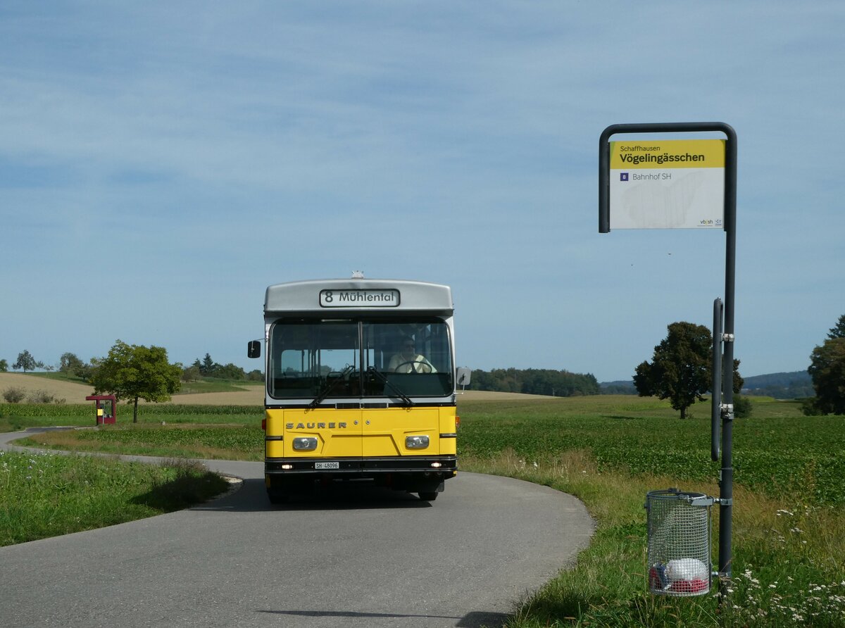 (255'323) - Wanner, Schleitheim - SH 48'096 - Saurer/Hess (ex Ruklic, Schaffhausen; ex VBSH Schaffhausen Nr. 40; ex VBSH Schaffhausen Nr. 19) am 17. September 2023 in Schaffhausen, Vgelingsschen